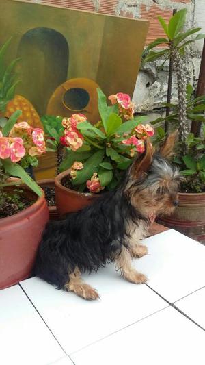 Hermoso Yorki Vacunado 