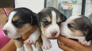 Hermosos Beagles