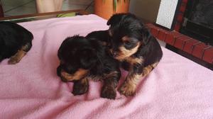 Hermosos Cachorros Yorkshire Muy Tiernos