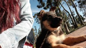 Hermosos cachorros Pastor Alemán