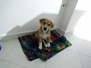 Labrador en Adopción