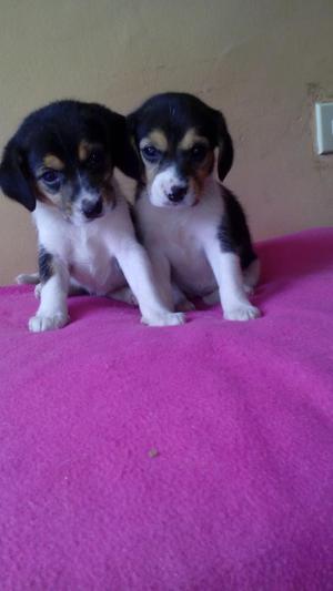 Las Dos Ultimas Niñas Beagle Tricolor