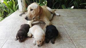 Perro Labrador