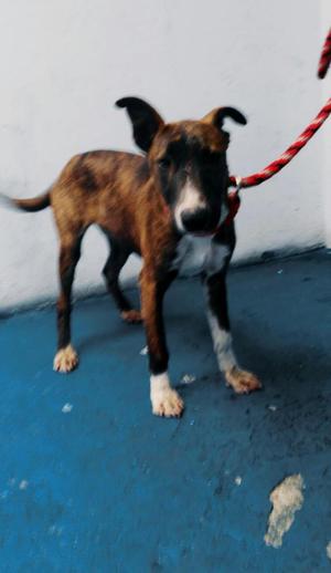 Perro en Adopción