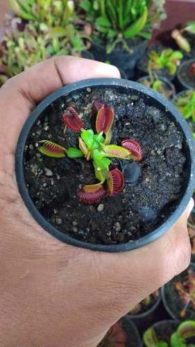 Planta Carnivora Venus Atrapamoscas Pequeñas $