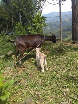 Se Vende Cabras con Cria en Jamundi