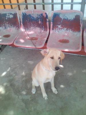 Se Vende Labradora