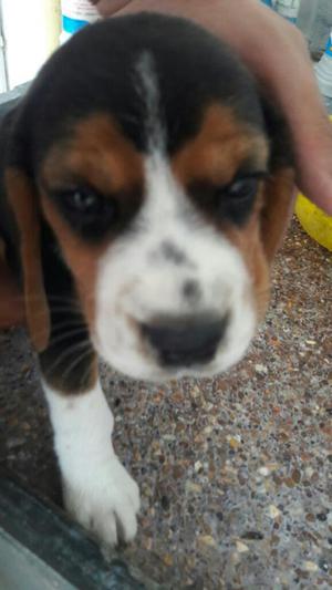 Se Vende Una Hermosa Cachorra Beagle
