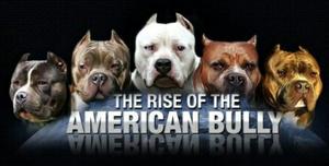 Se Venden Cachorros American Bullys Puro