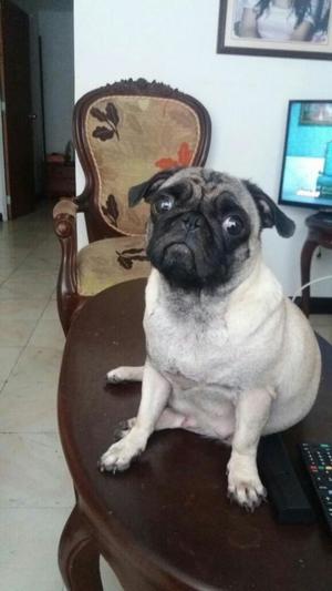 Se Venden Cachorros Pug