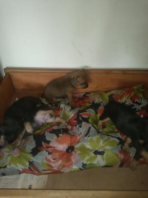 Se Vender Cachorritos Pincher