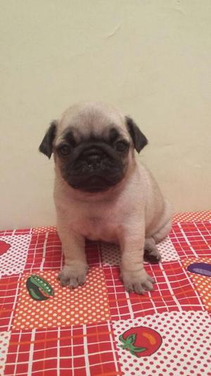 Se venden lindos cachorros pug en muy buen estado