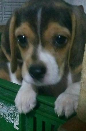 Ultimas Cachorrritas Beagle Tricolor