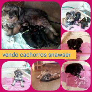 Vendo Cachorro Snawser