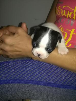 Vendo Cachorros Boston Terrier