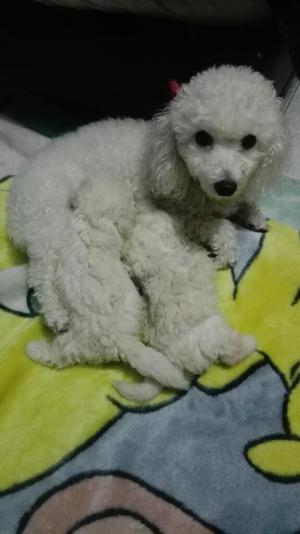 Vendo French Poodle
