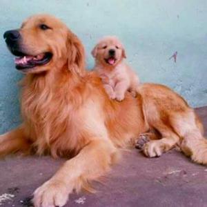 Vendo Golden Retriever Machos Y Hembras