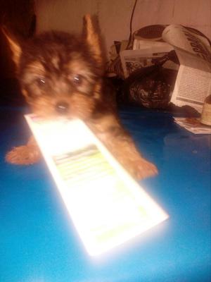 Vendo Hermosa Cachorra Yorky