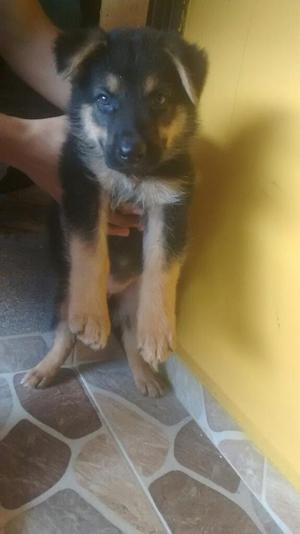 Vendo Hermoso Cachorro Pastor Aleman