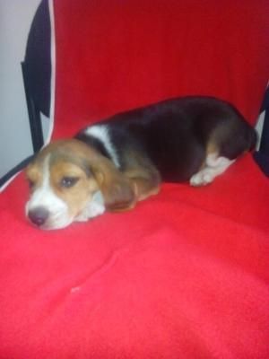 Vendo Hermosos Beagle