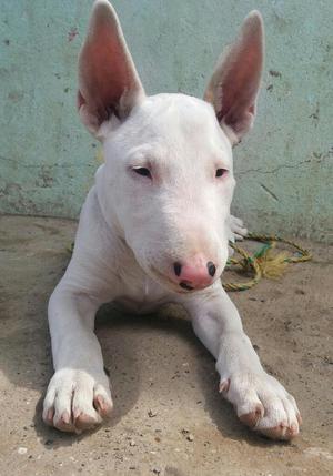 Vendo Perro Bullterrie