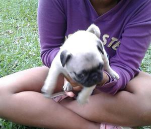 Venta de Cachoro Pug