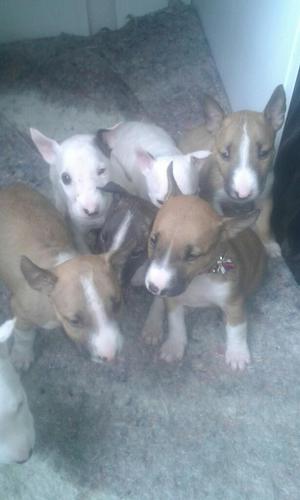 Venta de Cachorros Bulterrier Mini Tobi