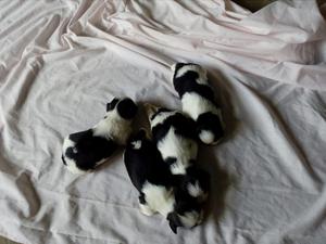 Venta de Perros Shih Tzu