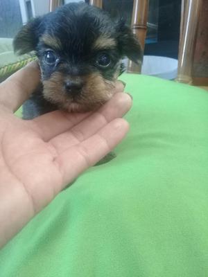 Yorki Hermosas Mascota