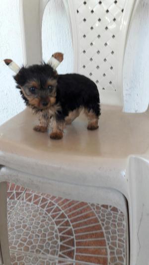 Yorkshire Terrier Miniatura Hembra