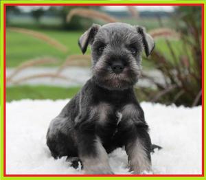 bellisimos schnauzer y mas razitas