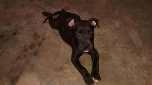 en Venta apbt Macho Negro.