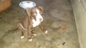 en Venta apbt Red Nose Hembra