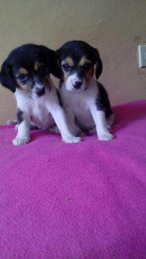 hermosas beagle ala venta