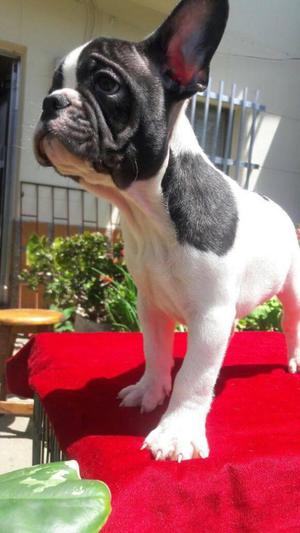 Bulldog francés a la venta