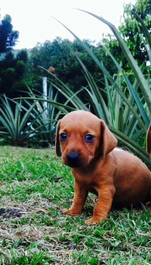 Cachorros Teckel