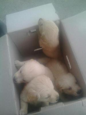 Golden Retriever Certificados 