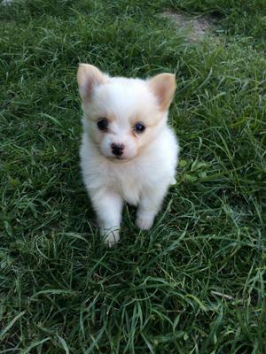 Hermosa Hembra Pomerania Lulu