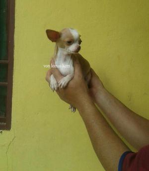 Hermoso Chihuahua 5 Meses Desparasitado