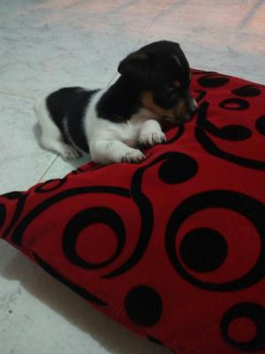 Se Vende Cachorro Hembra Pincher Vaca