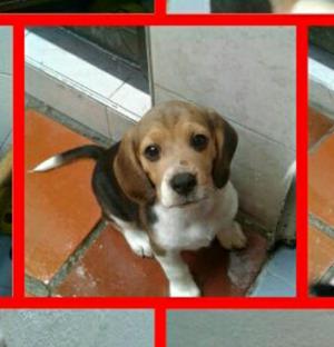 Se Venden Hermosas Cachorras