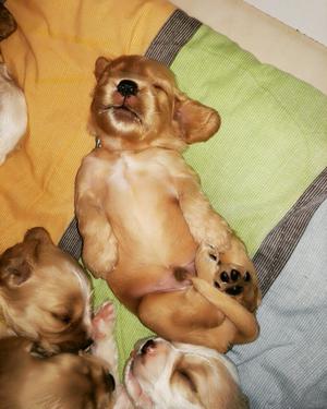 Vendo Cachorros Cocker Spaniel