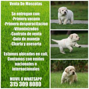 Venta de cachorros labradores dorados y chocolates