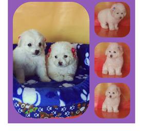 Guardianes y fieles son nuestros FRENCH POODLE