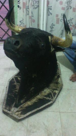 Vendo Cabeza de Toro