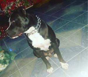 Doy en adopcion a mi pitbull