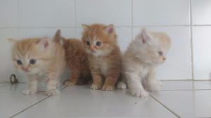 Hermosos Gatos Persas
