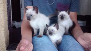 Vendo Hermosos Gatos Siames