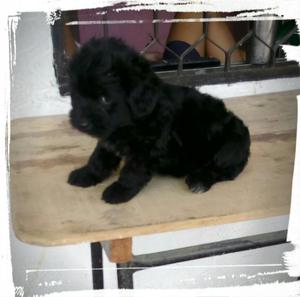 French Poodles Mini Toy Negros