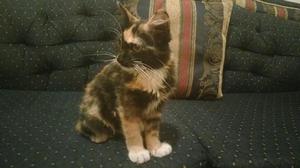 Gata Busco Hogar